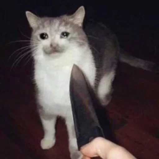 кот, кот ножом, кот ножом мем, кот ножиком мем, кот ножами вокруг