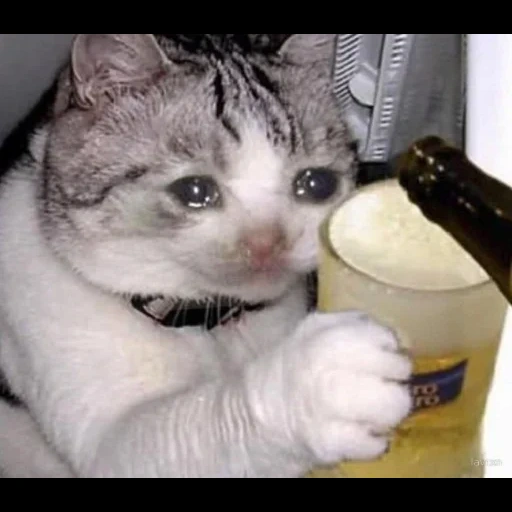 кошки, кошка, котик пивом, кот бутылкой, плачущий кот пивом