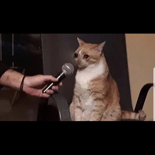 кошка, мем кот, мем кошка, кот микрофоном, кот микрофоном мем