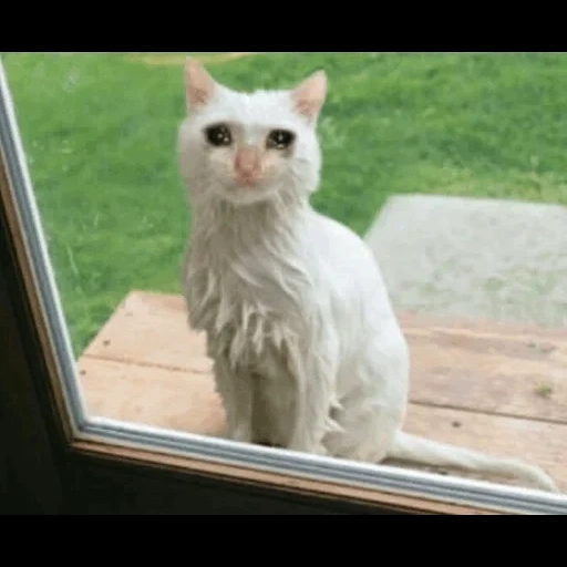 кот, кошка, кошечка, кошка белая, белый пушистый котик