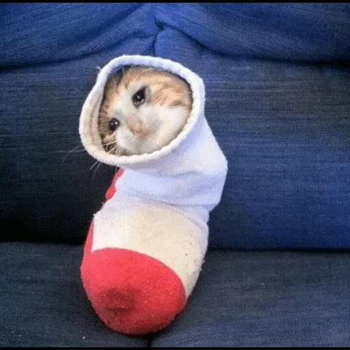 кот, кошка, кот носке, носок кот, милые котики смешные