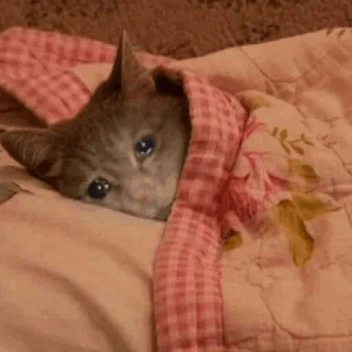 кот, котик, ложимся спать, кот под одеялом, котенок под одеялом