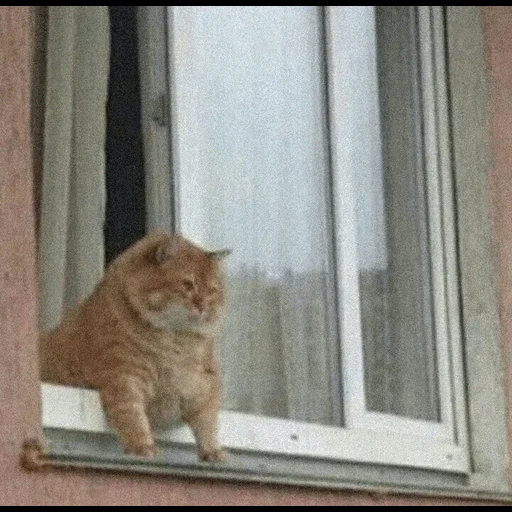 кот, котик, саютик кот, мемы про окна, толстый кот окне