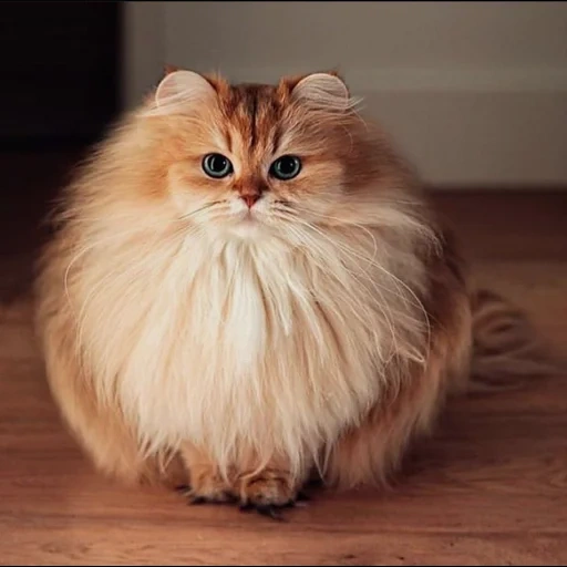 персидская кошка, длинношерстные кошки, породы кошек пушистых, длинношерстные породы кошек, британская длинношёрстная кошка