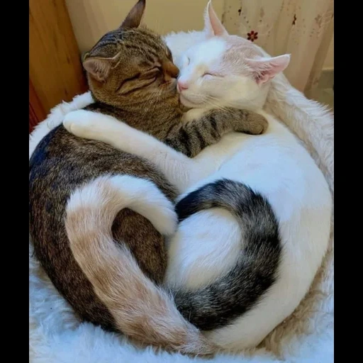 кот, love cat, котолюбовь, котики обнимашки, обнимающиеся котики