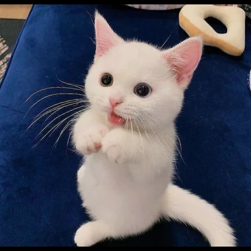 кот, котики, котиков, милые котики, белый котенок