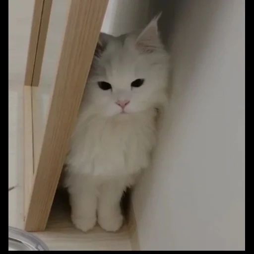 котик, кошка, кошечка, кошка белая, белый котенок