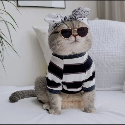 кот бенсон, модный кот, модные коты, модные котики, стильные коты