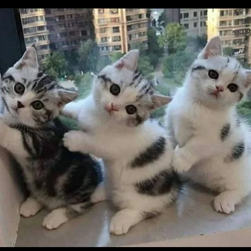 кот, кошка, котики, cute cat, милые котики