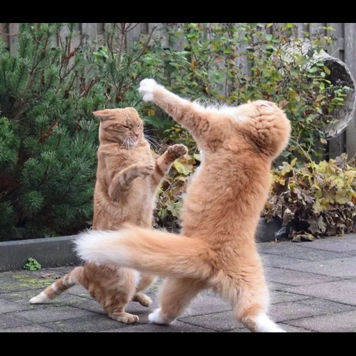 кот, кот доме, кот каратист, коты дерутся, танцующий кот
