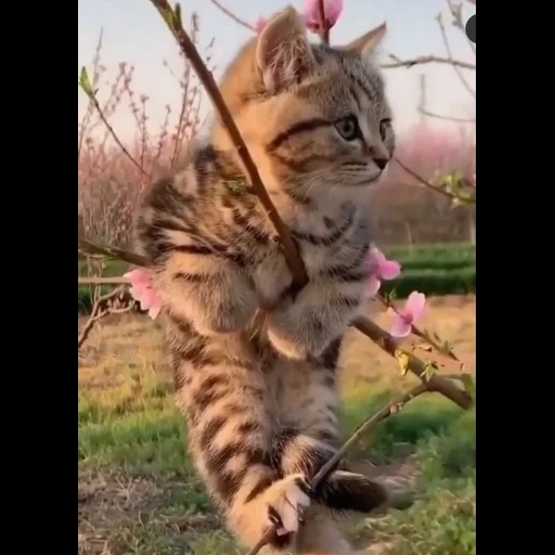 кот, кошка, весна коты, маленький котик, весенние котики