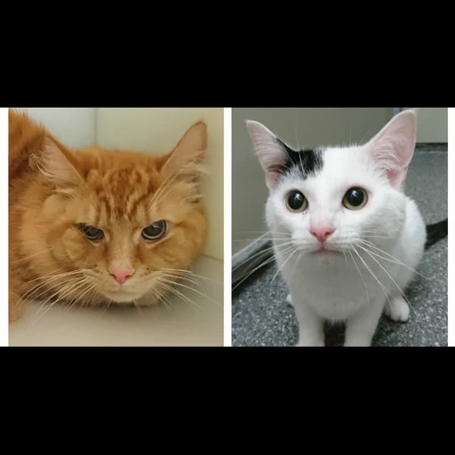 кот, кошка, котики, кошечка, кошка белая