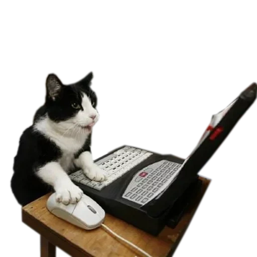кот, коты геймеры, кот за компом, кошка программист, кот за компьютером