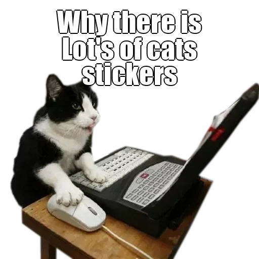 кот, кот за компом, кот хакер мем, кошка хакер мем, кот за компьютером