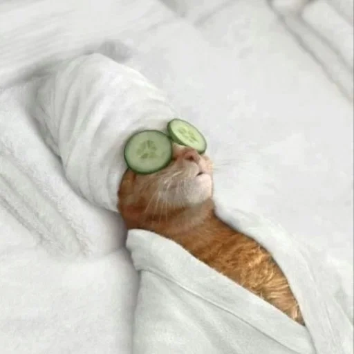cat, seal spa, funny cat, cucumber-eyed cat, cucumber-eyed cat