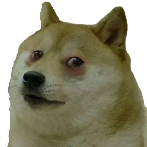 doge meme, doge schreit, shiba ist doge, siba inu doge, siba ist ein hund