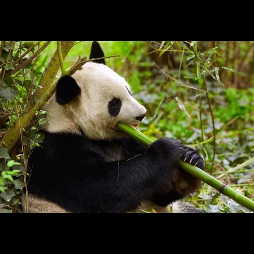 panda géant, panda mange du bambou, panda en bambou, big panda mange du bambou, le panda géant mange du bambou