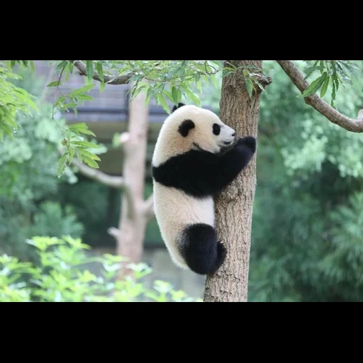 panda, panda panda, panda sedang terburu-buru, hewan panda, kung fu panda 3