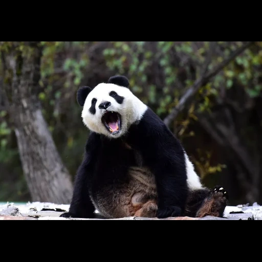 панда, панда скале, панда панда, большая панда, большая панда бамбуковый медведь