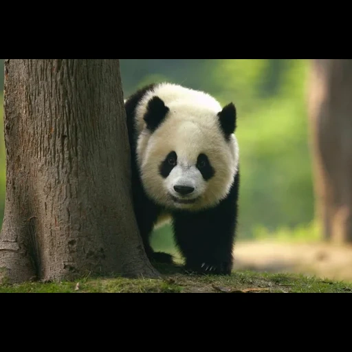 panda, panda panda, panda géant, gros pandas, grand panda chinois