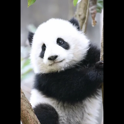 pandi, panda berwarna-warni, panda raksasa, panda raksasa, panda dari bambu