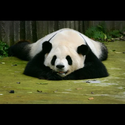 panda, orso panda, panda large, panda mammifero, specie in via di estinzione di panda