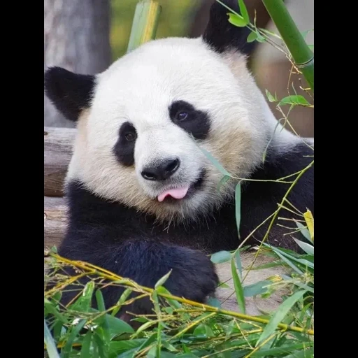 панда, панда панда, панда большая, китайская панда, гигантская панда