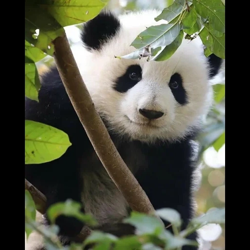 panda, panda panda, panda large, orso panda, panda di bambù