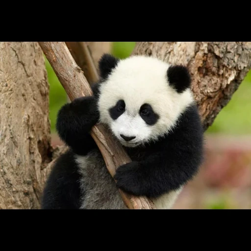 panda, orso panda, panda panda, baby panda panda, orso di bambù panda gigante