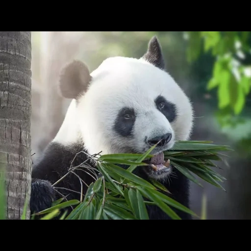 panda, panda géant, panda mange du bambou, panda en bambou, big panda bamboo bear
