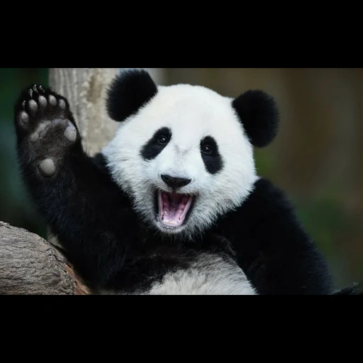 панда, пандочка, панда панда, бамбуковая панда, панда черно белая