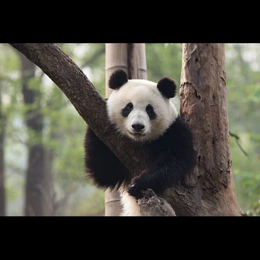 pandy, panda gigante, panda triste, panda gigante, big panda wwf