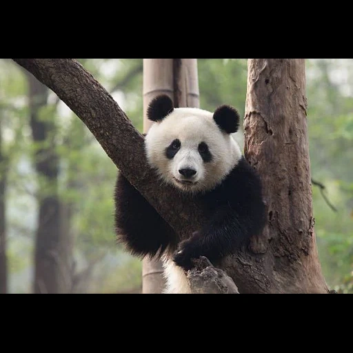 pandey, giant panda, sad panda, giant panda, wwf giant panda