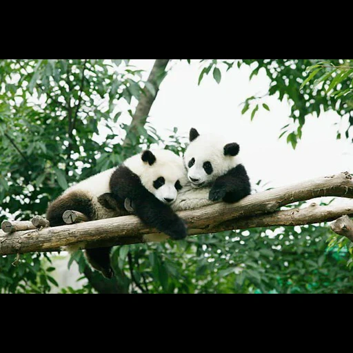 panda, panda, panda panda, riesenpanda, panda bambus