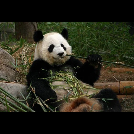 panda, désastre, foodpanda, pdg de panda, panda géant