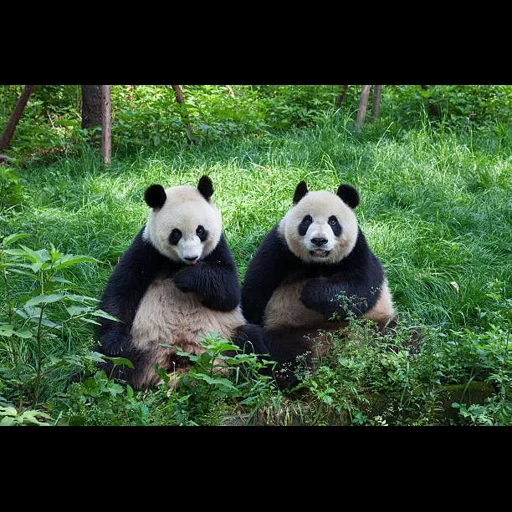 la panda, pandie, panda gigante, panda gigante, animali carini