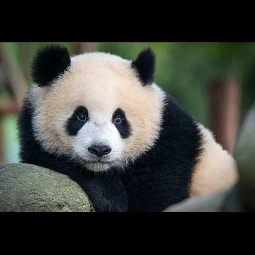 panda, панда, милая панда, панда панда, большая панда