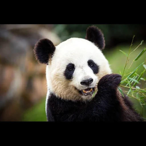 панда, panda bear, панда панда, большая панда, гигантская панда
