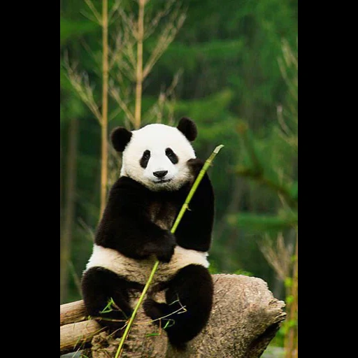 panda, panda gigante, oso panda, animales panda, hermosos pandas