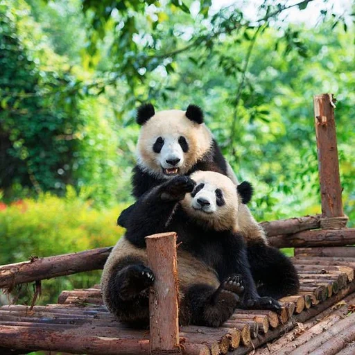 panda, bambu panda, panda makan bambu, panda dari bambu, panda raksasa makan bambu