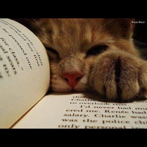 cat ben, esperando al gato, los gatos obstaculizan la lectura, caza para dormir la siesta, cat triste acostado en el libro