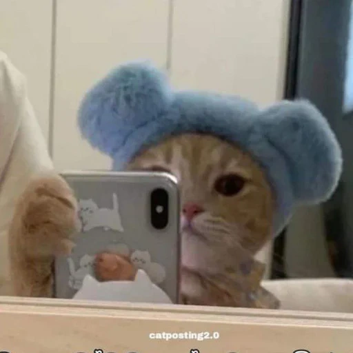 gato sombrero, lindo sello, cabeza de gatito, animal lindo, lindo sombrero de gato