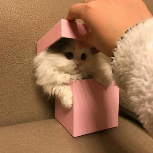 süße kätzchen, süße katzen, ein kätzchen mit einem geschenk, das niedlichste katzenspiel, coole geschenke sind süß