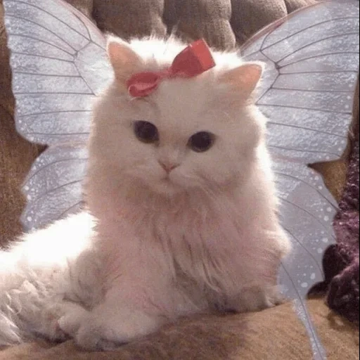 un gatto con un arco, un gatto con un arco, kittens soffici, memi sull'aristocratico del gatto, foto di simpatici gatti