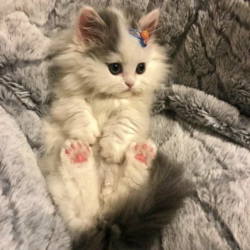 gato, falcões fofos, seal, gatinho peludo, gatinho encantador