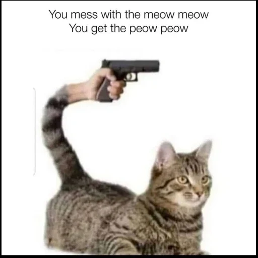кошка животное, кот пистолетом мем, коты мемы пистолетами, кот стреляет пистолета, it hurts in my meow meow