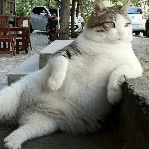 кот, кот кот, толстый кот, вальяжный кот, patiently waiting meme
