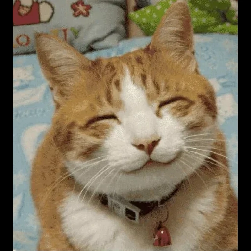 кот мем, улыбающийся кот, улыбающиеся коты, улыбающаяся кошка, мем улыбающийся кот