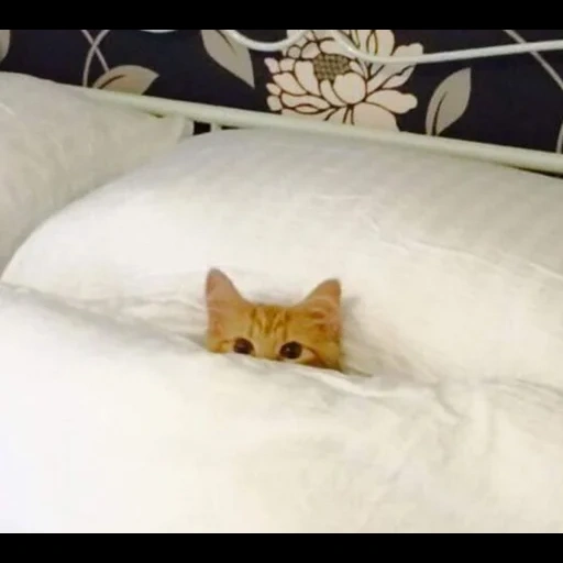 кровать кота, кровать кошки, котик кровати, кровать котёнок, забавные животные