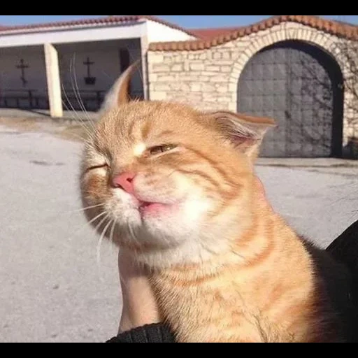рыжий кот, кот смешной, смешные коты, улыбающийся кот, милые котики смешные